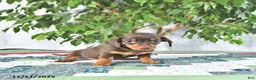Miniature Dachshund dogs for sale: Millie - Ad 3