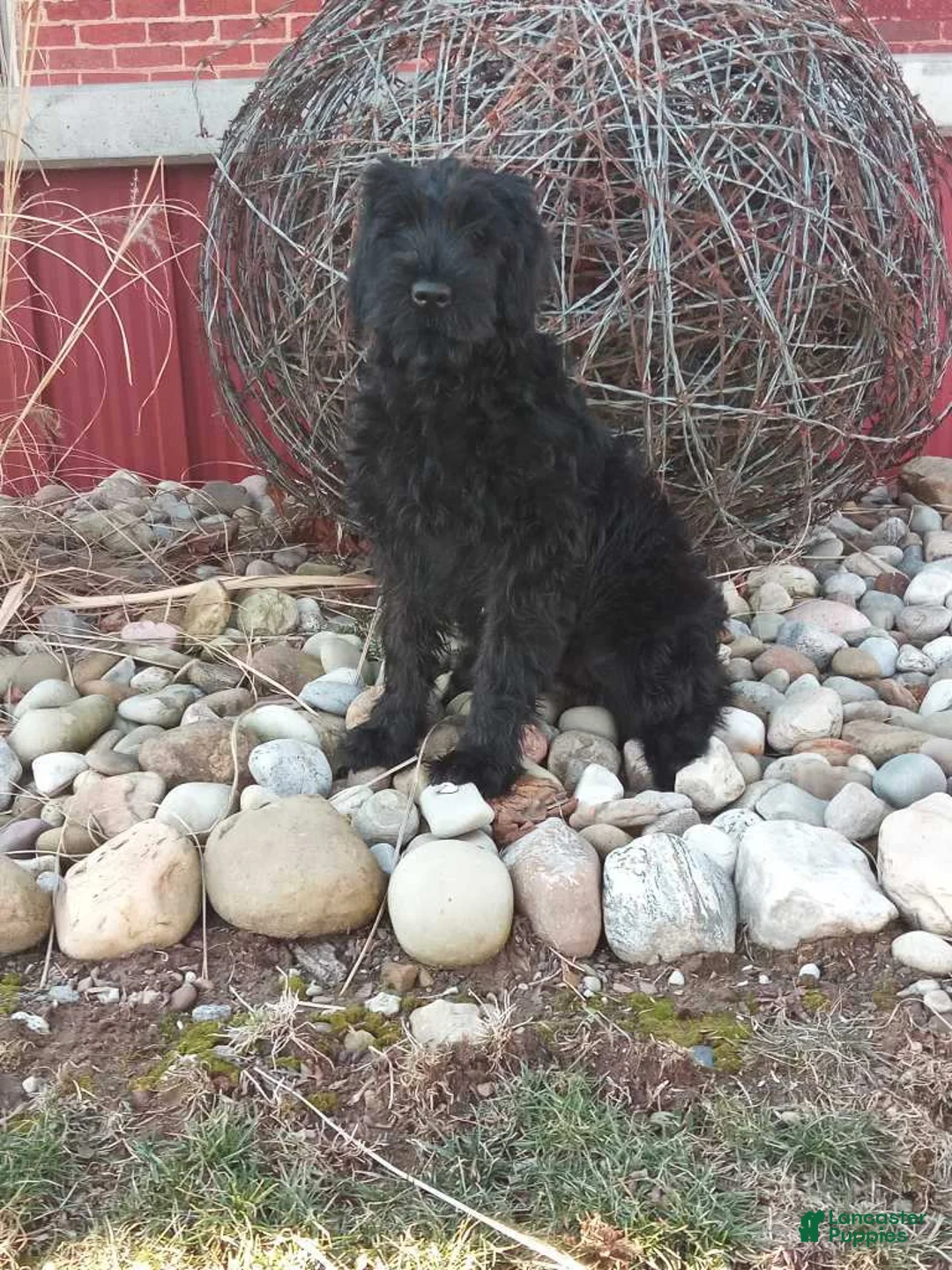Giant Schnauzer dogs for sale: Angela - Ad 1