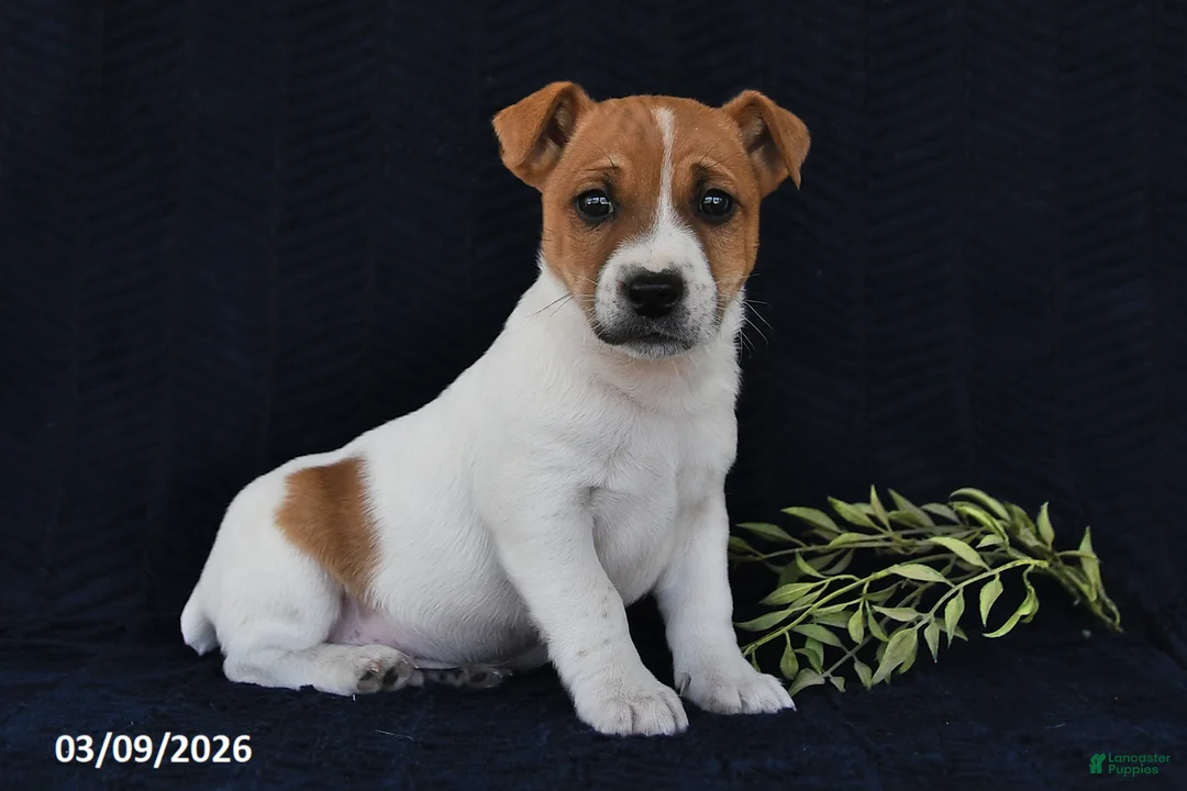 Jack Russell Terrier dogs for sale: Weston - Ad 1