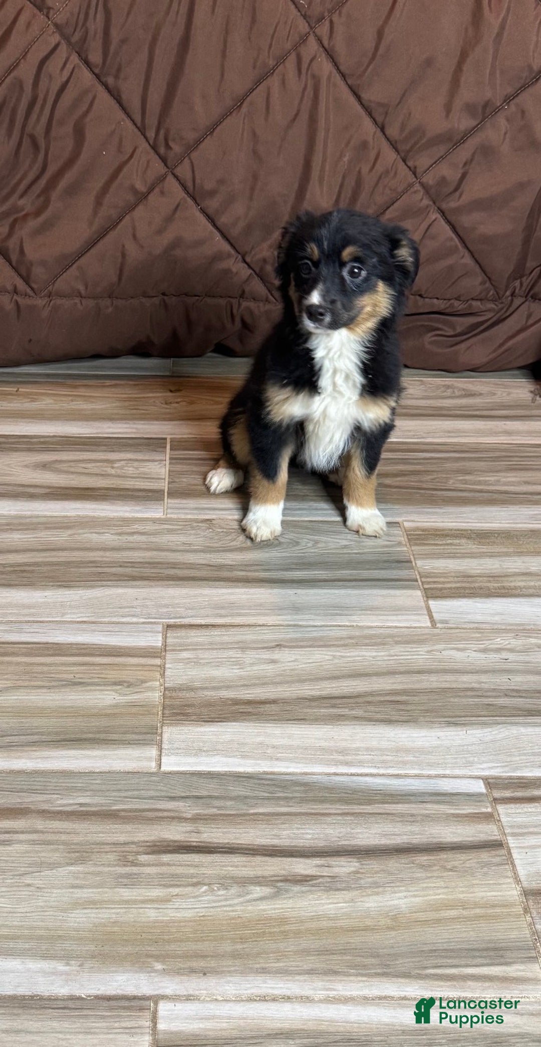 Anatolian Shepherd dogs for sale: Anatolian Shepherd Puppy 6 - Ad 1