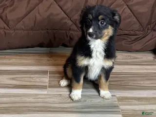 Anatolian Shepherd dogs Australian Shepherd Puppy 6 - Ad 5