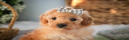 Miniature Poodle dogs for sale: Hailey - Ad 8