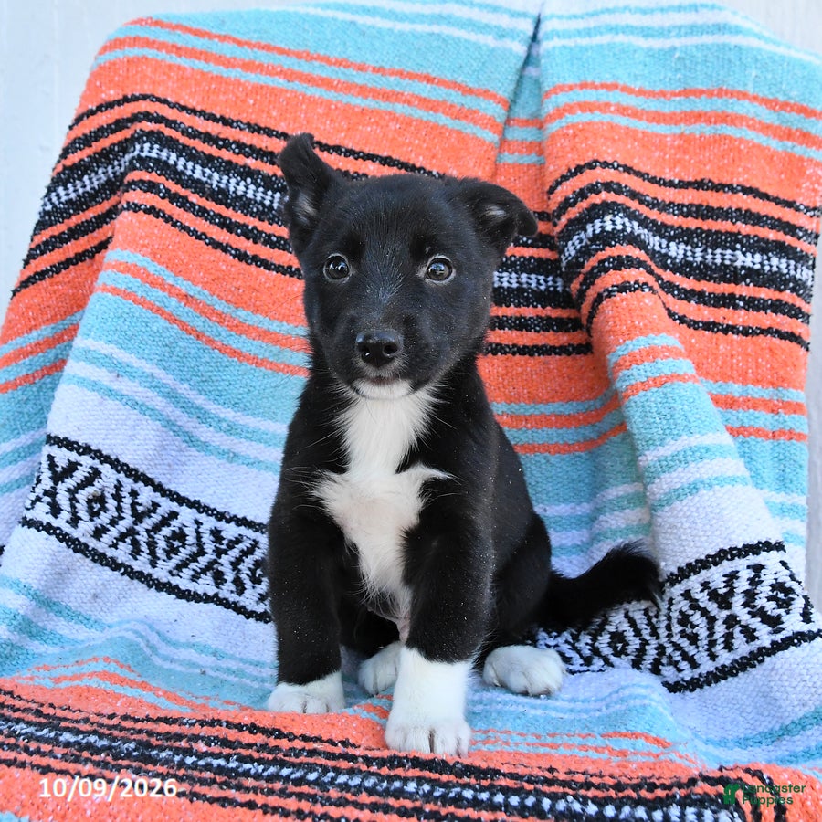 Mixed Breed dogs for sale: Duke - Ad 2