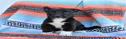 Mixed Breed dogs for sale: Duke - Ad 2