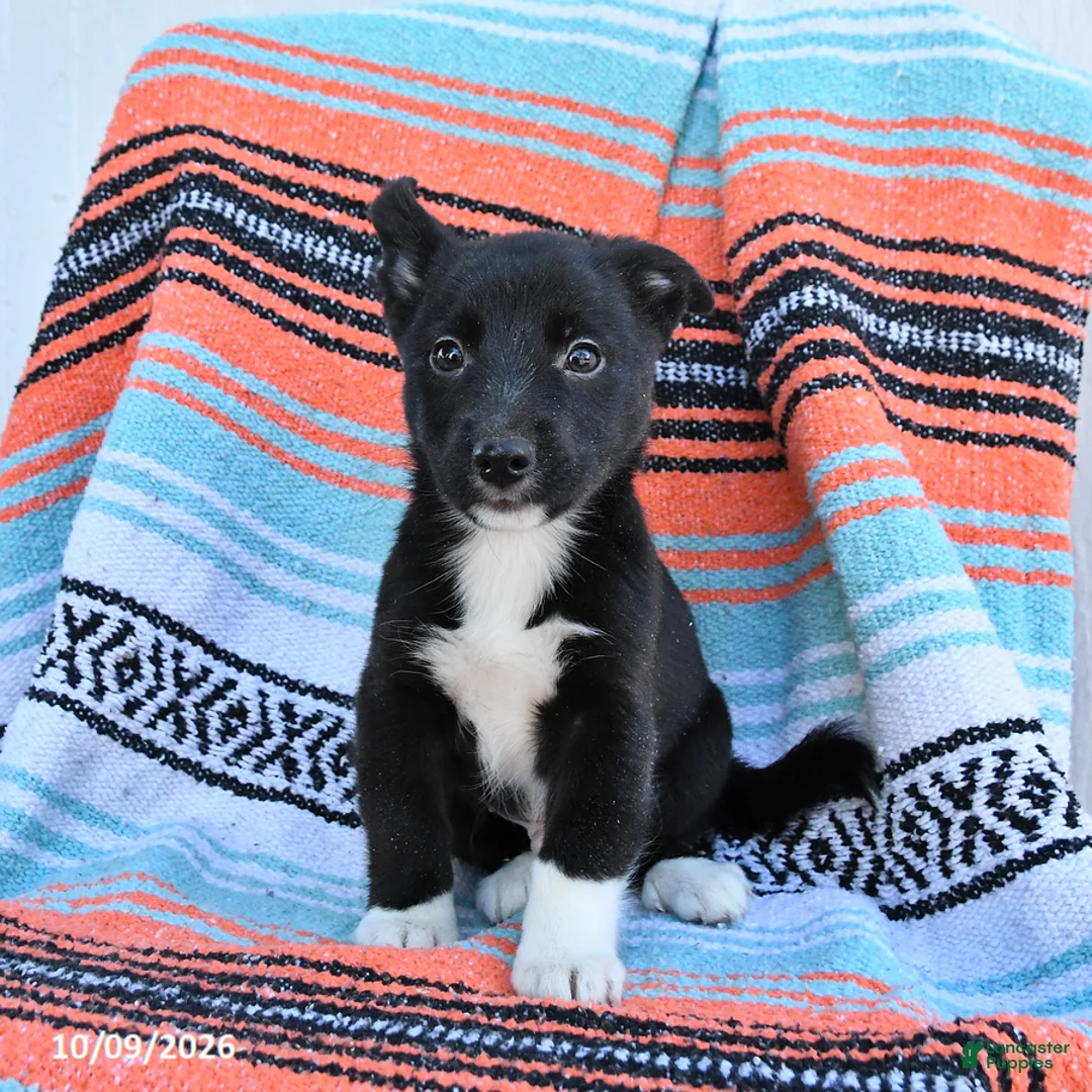 Mixed Breed dogs for sale: Duke - Ad 2