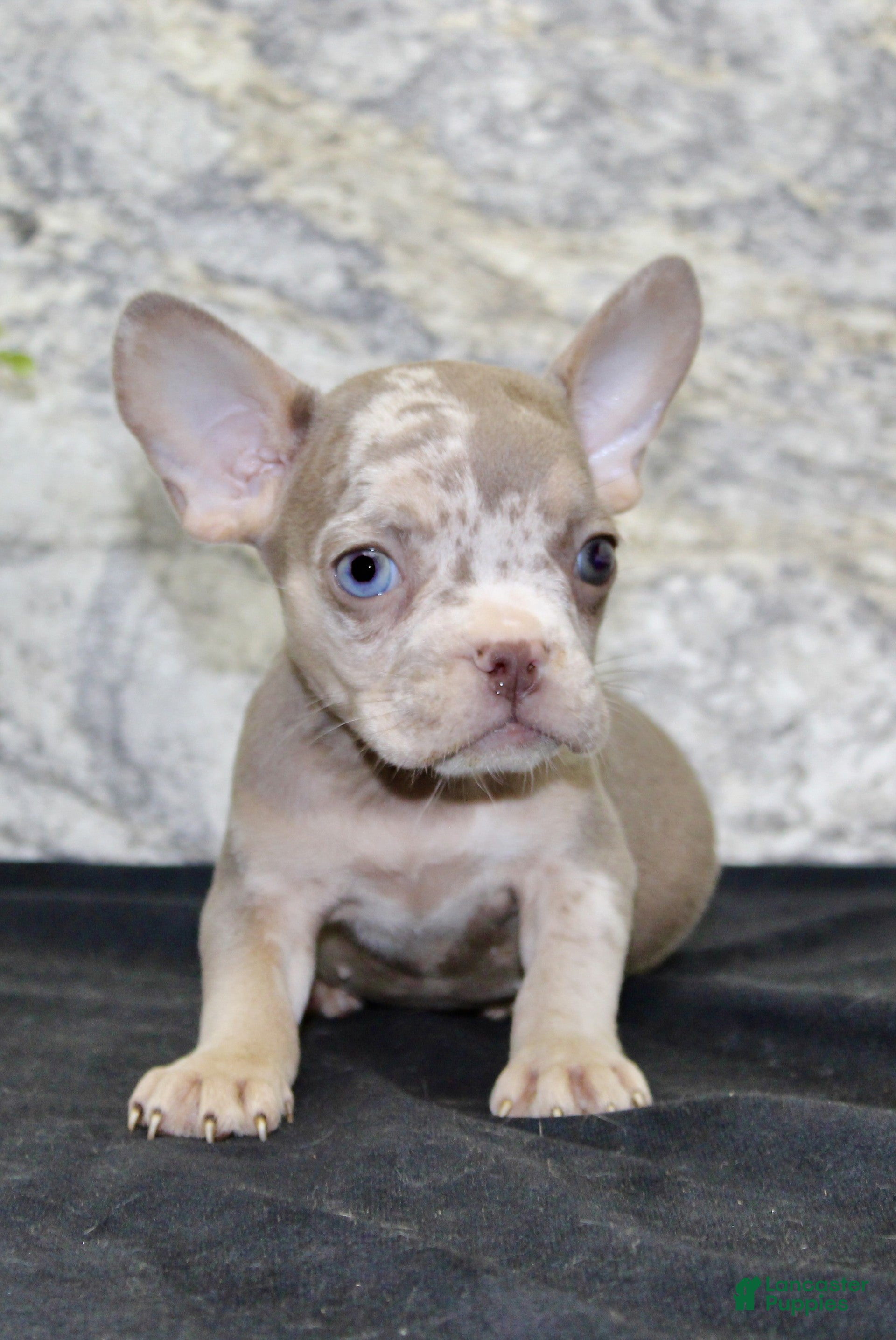 French Bulldog dogs Tina - Ad 2