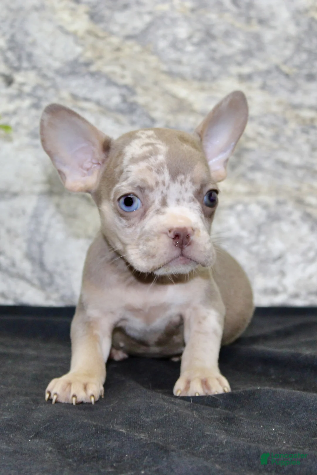 French Bulldog dogs for sale: Tina - Ad 2