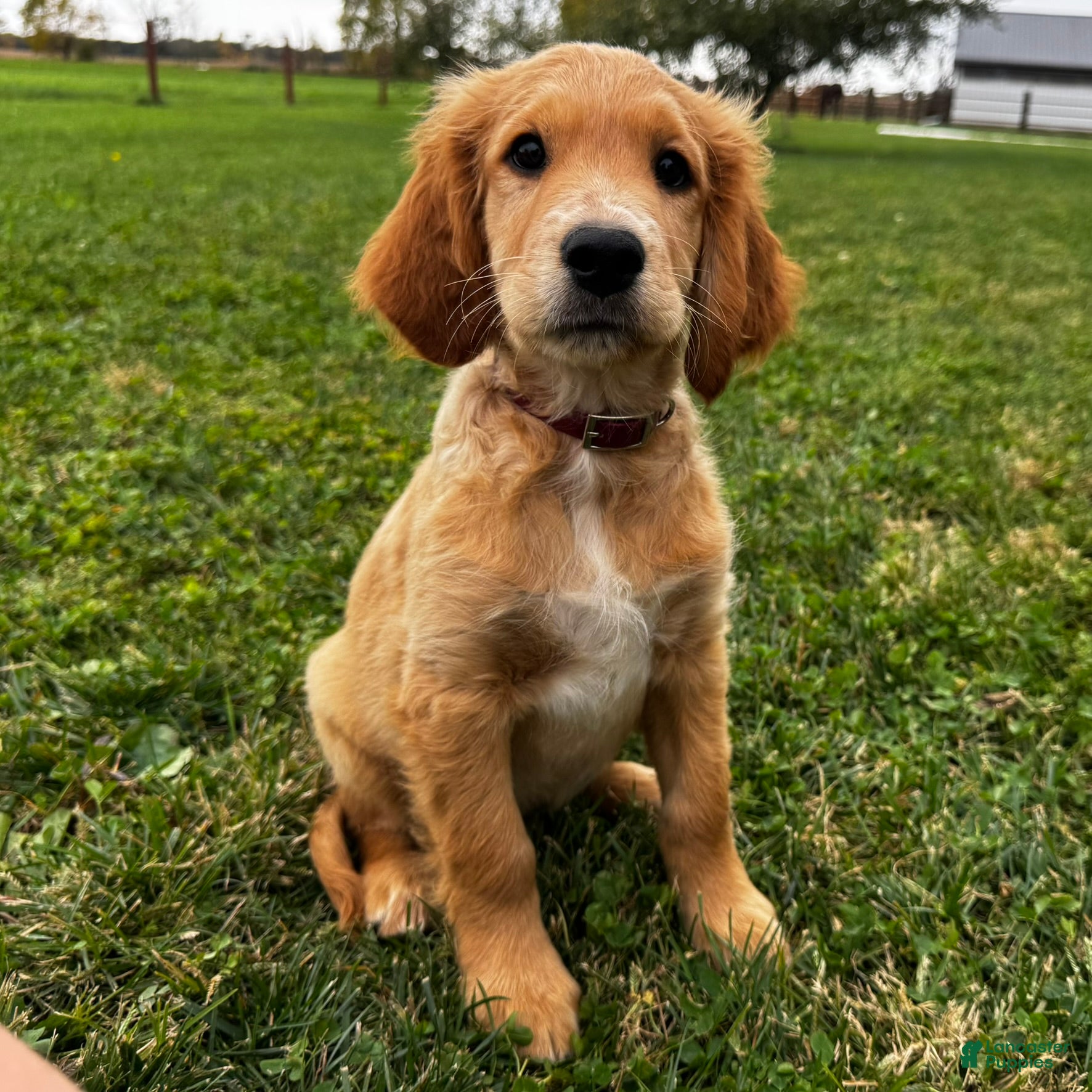 Mixed Breed dogs Teddy - Ad 2