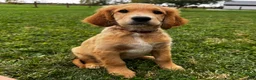 Mixed Breed dogs for sale: Teddy - Ad 2