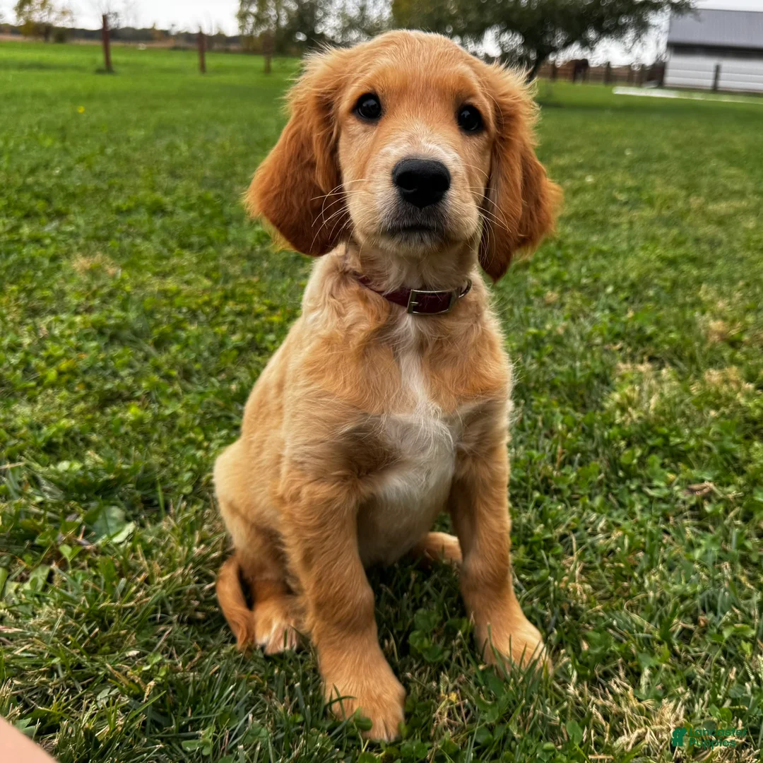 Mixed Breed dogs for sale: Teddy - Ad 2