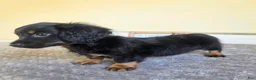 Miniature Dachshund dogs for sale: Mocha- AKC - Ad 3