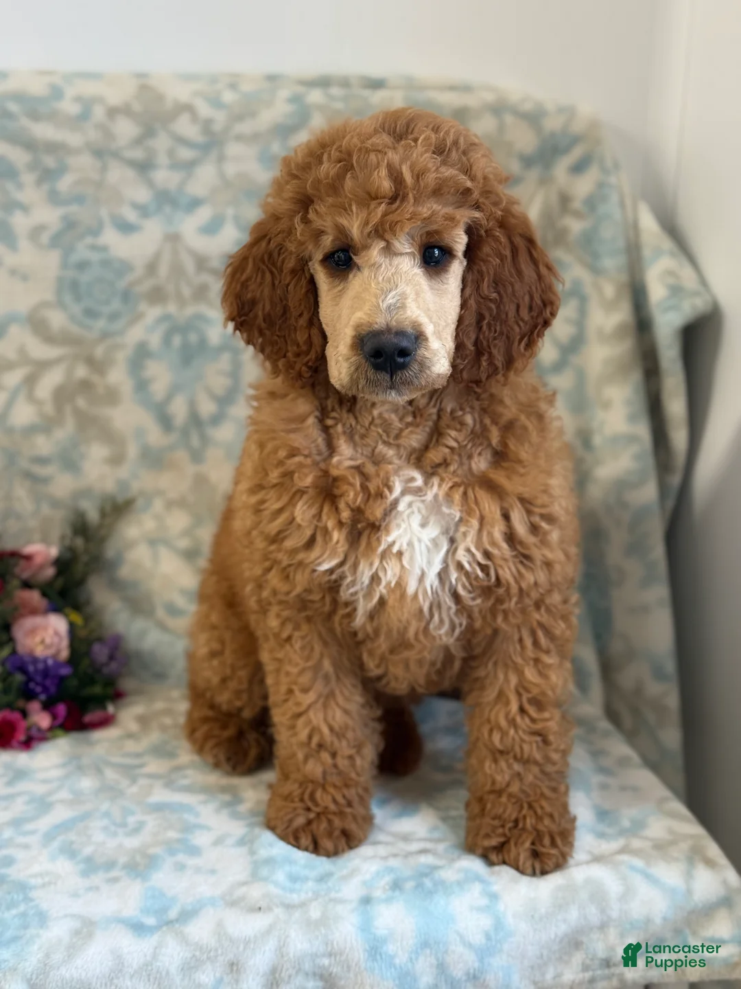 Mini Goldendoodle dogs for sale: Buzzy - Ad 1