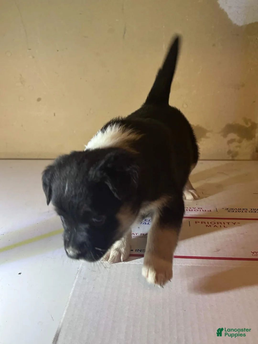 Mixed Breed dogs for sale: Mixed Breed Puppy 3 - Ad 2