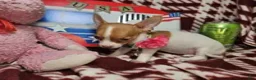 Chihuahua dogs for sale: Otessa (party) - Ad 4