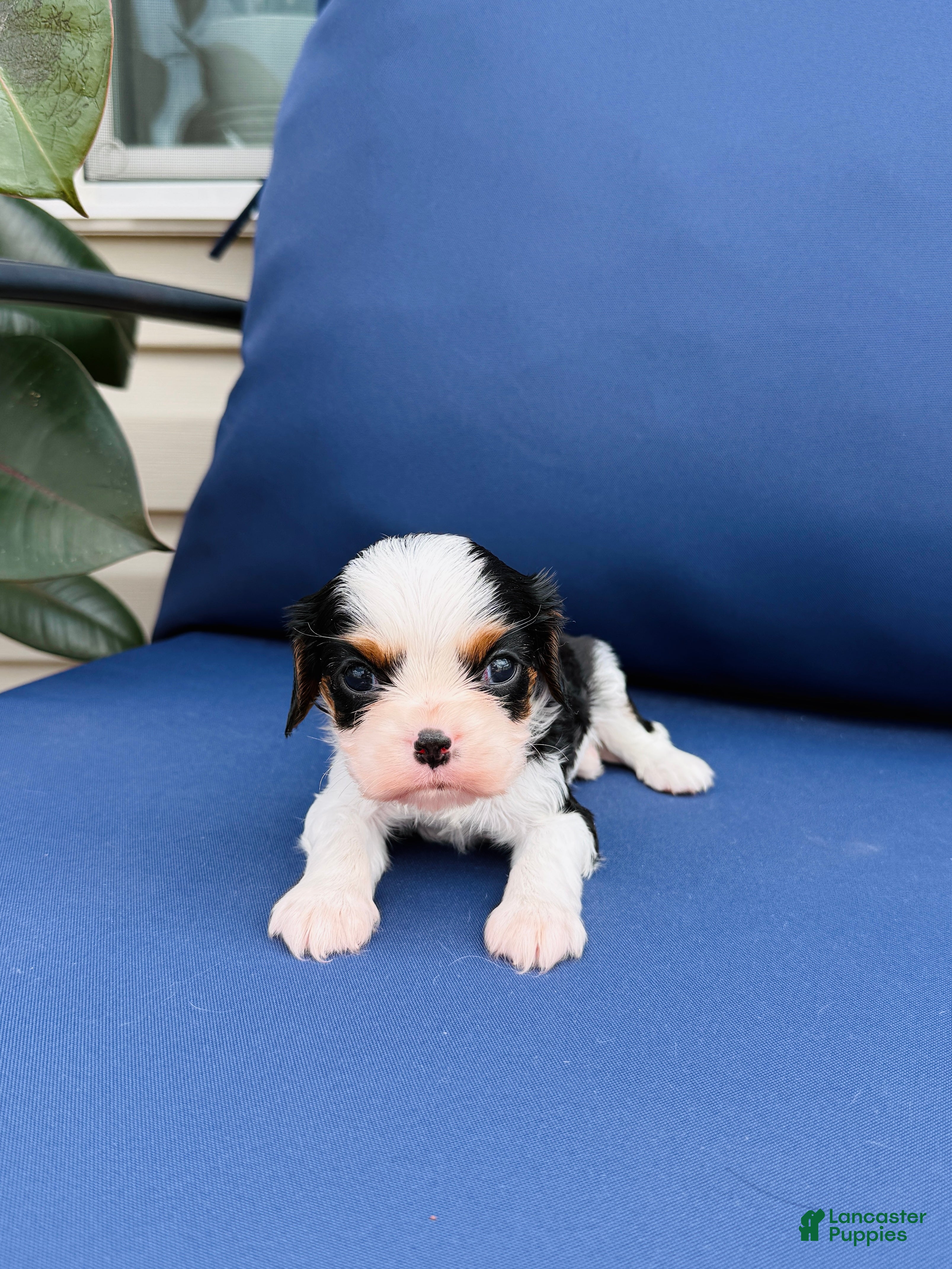 Cavalier King Charles Spaniel dogs Oscar - Ad 1