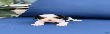 Oscar