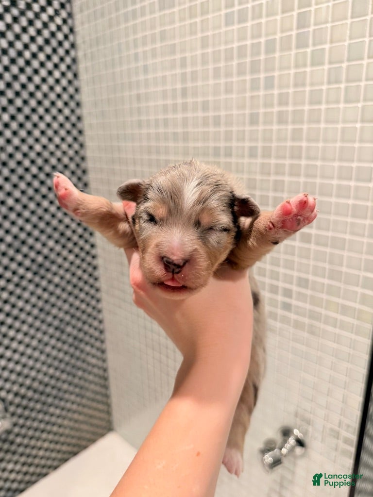 Australian Shepherd dogs for sale: River - Ad 4