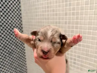 Australian Shepherd dogs for sale: River - Ad 4