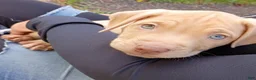 Mixed Breed dogs for sale: Rednose Male - Ad 9