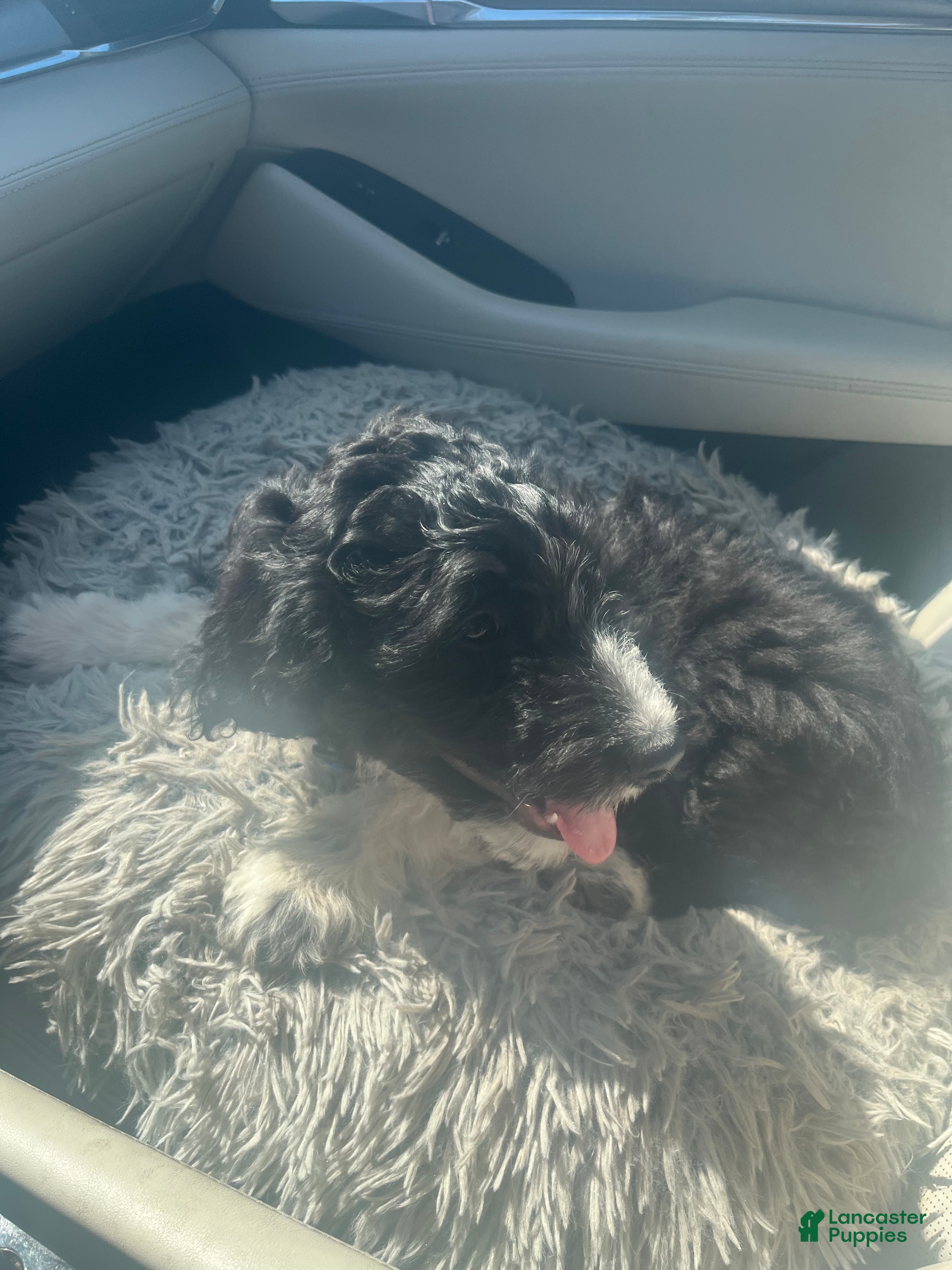 Aussiedoodle dogs Baxter  - Ad 1