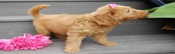 Mini Goldendoodle dogs for sale: Bella - Ad 6