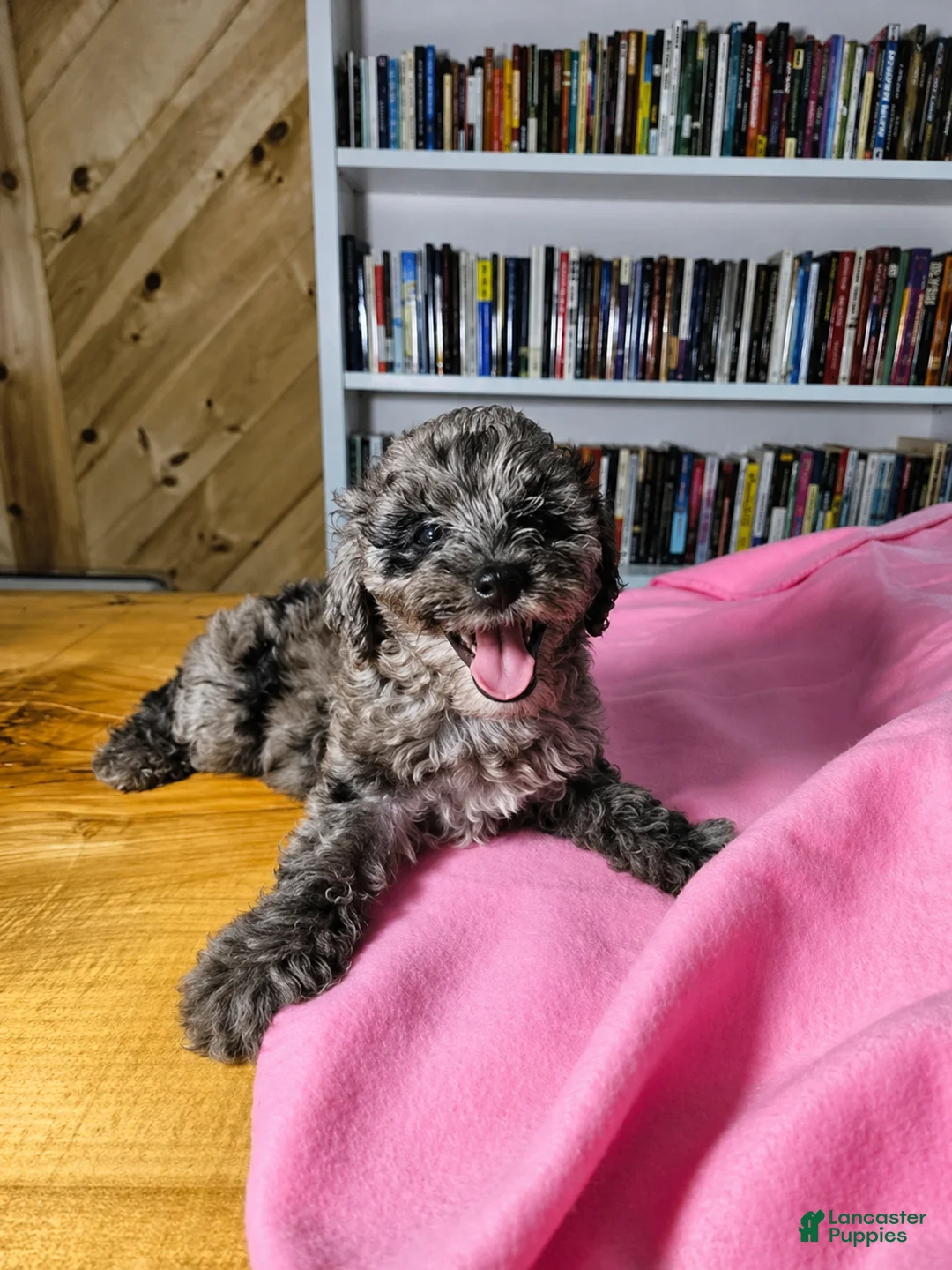 Mixed Breed dogs for sale: Speckles - Ad 1