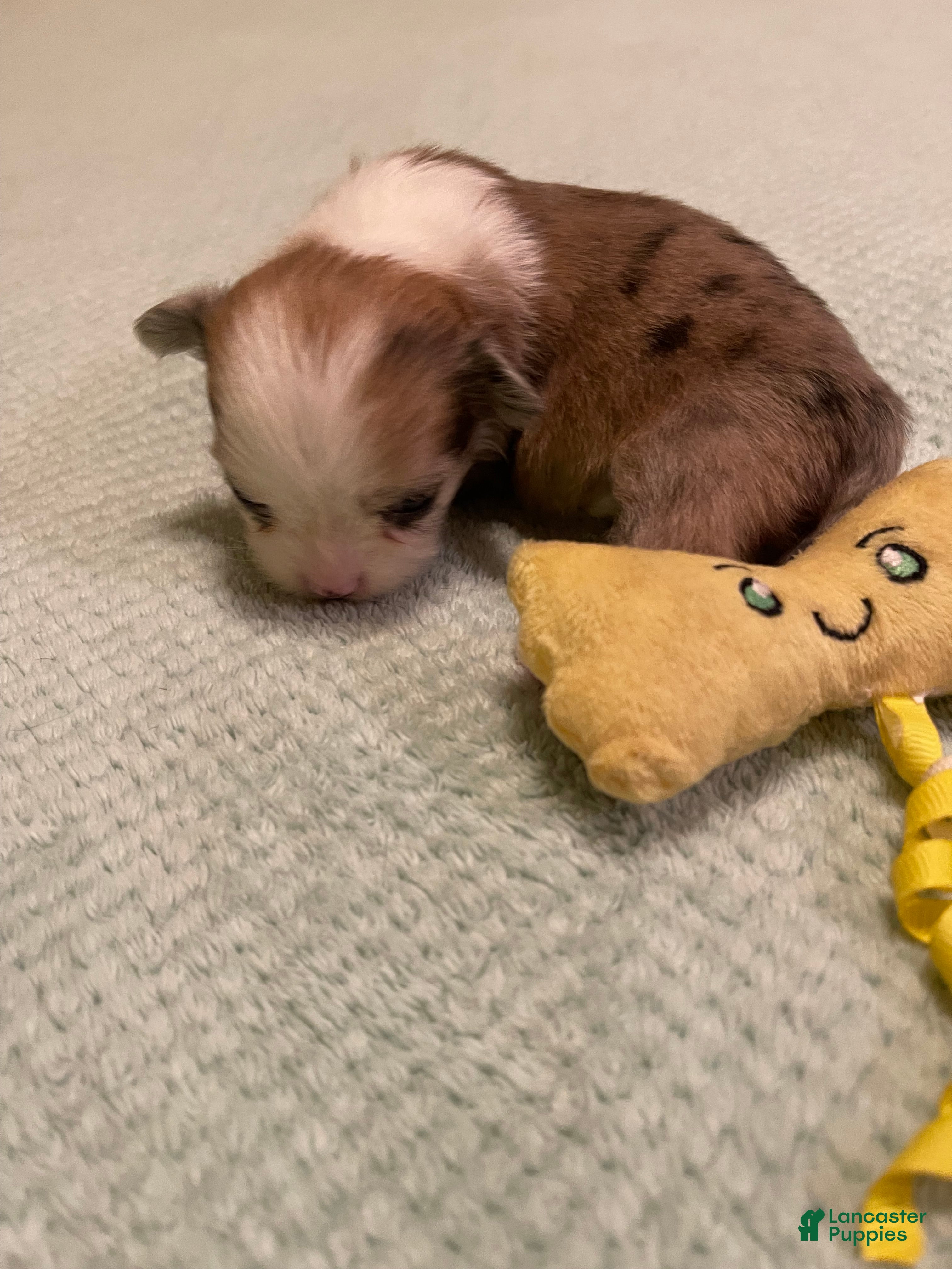 Chihuahua dogs for sale: Chihuahua 5 - Ad 1