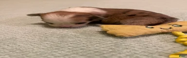 Chihuahua 5