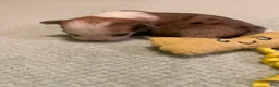 Chihuahua dogs for sale: Chihuahua 5 - Ad 2