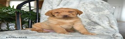 Labrador Retriever dogs for sale: Biscuit - Ad 1