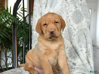 Labrador Retriever dogs for sale: Biscuit - Ad 3