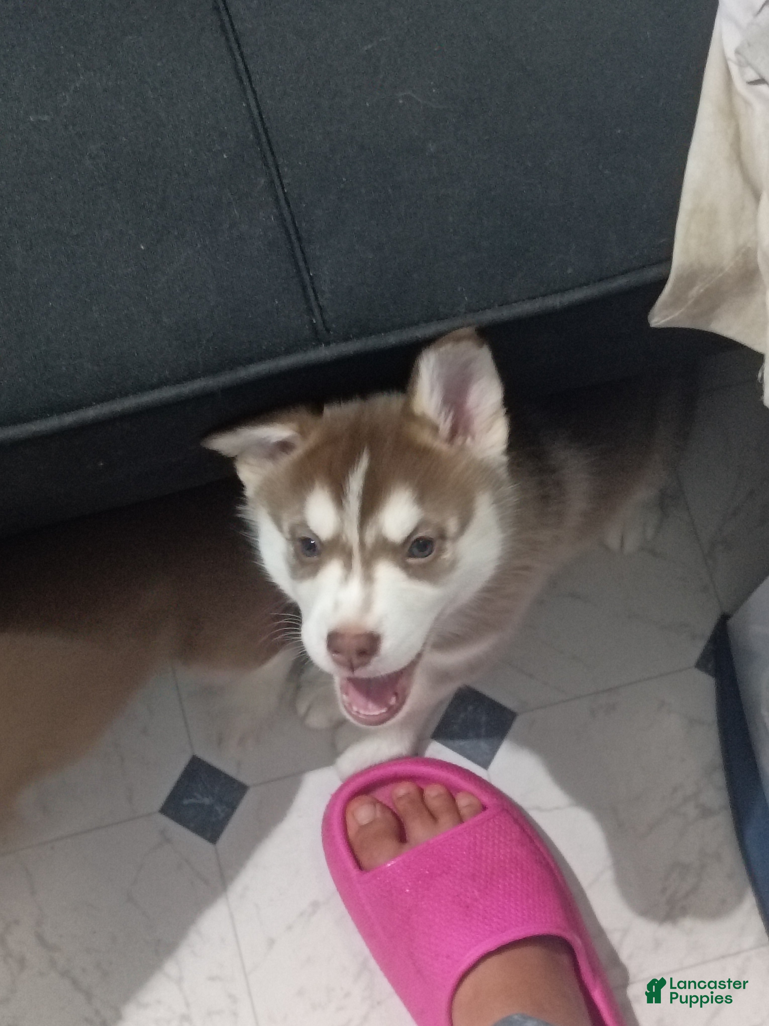 Siberian Husky dogs for sale: Light Green Collar 2nd Born - Temp Name Greene - Ad 4