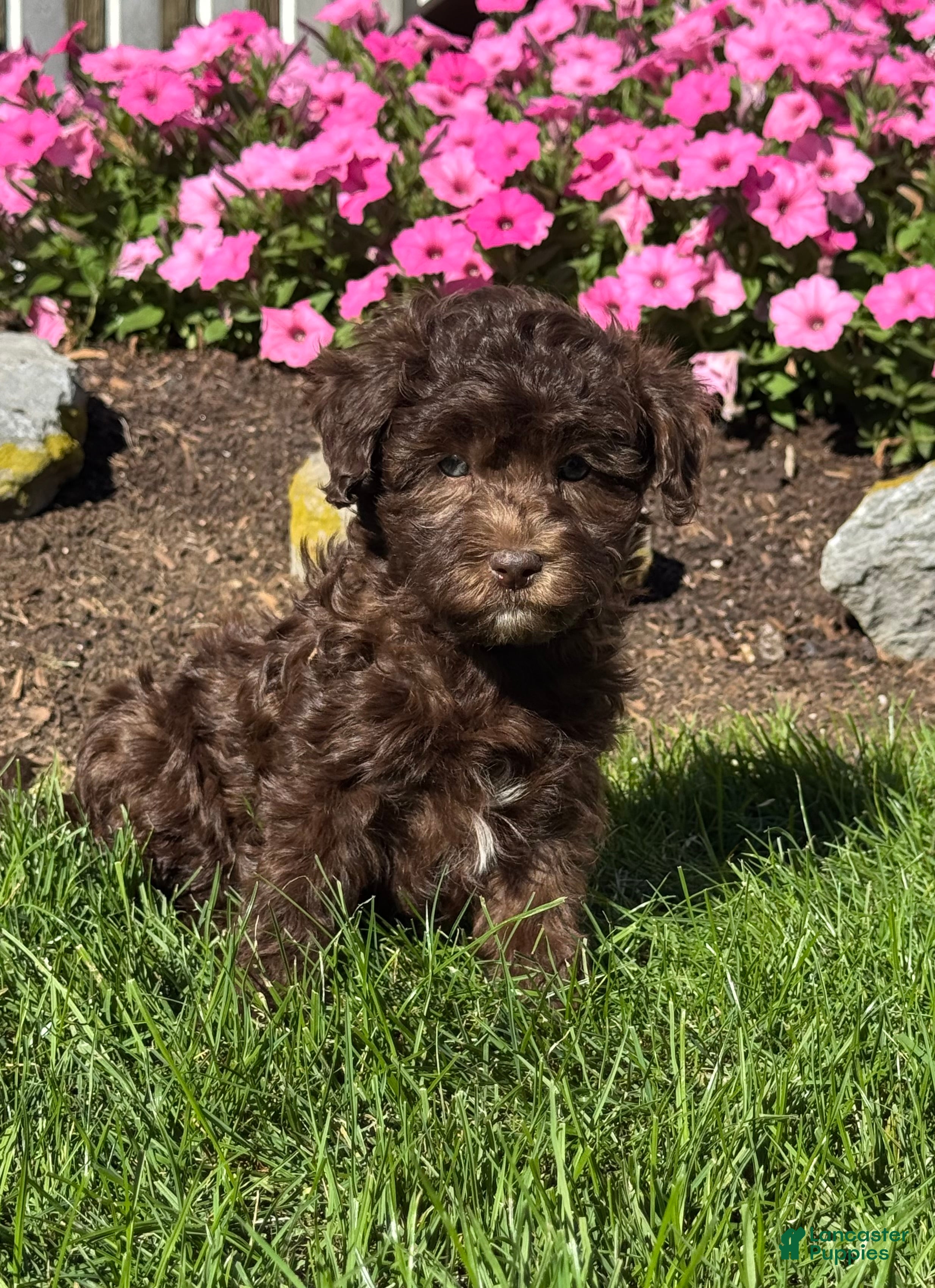Havapoo dogs Kane - Ad 2