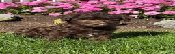 Havapoo dogs for sale: Kane - Ad 2