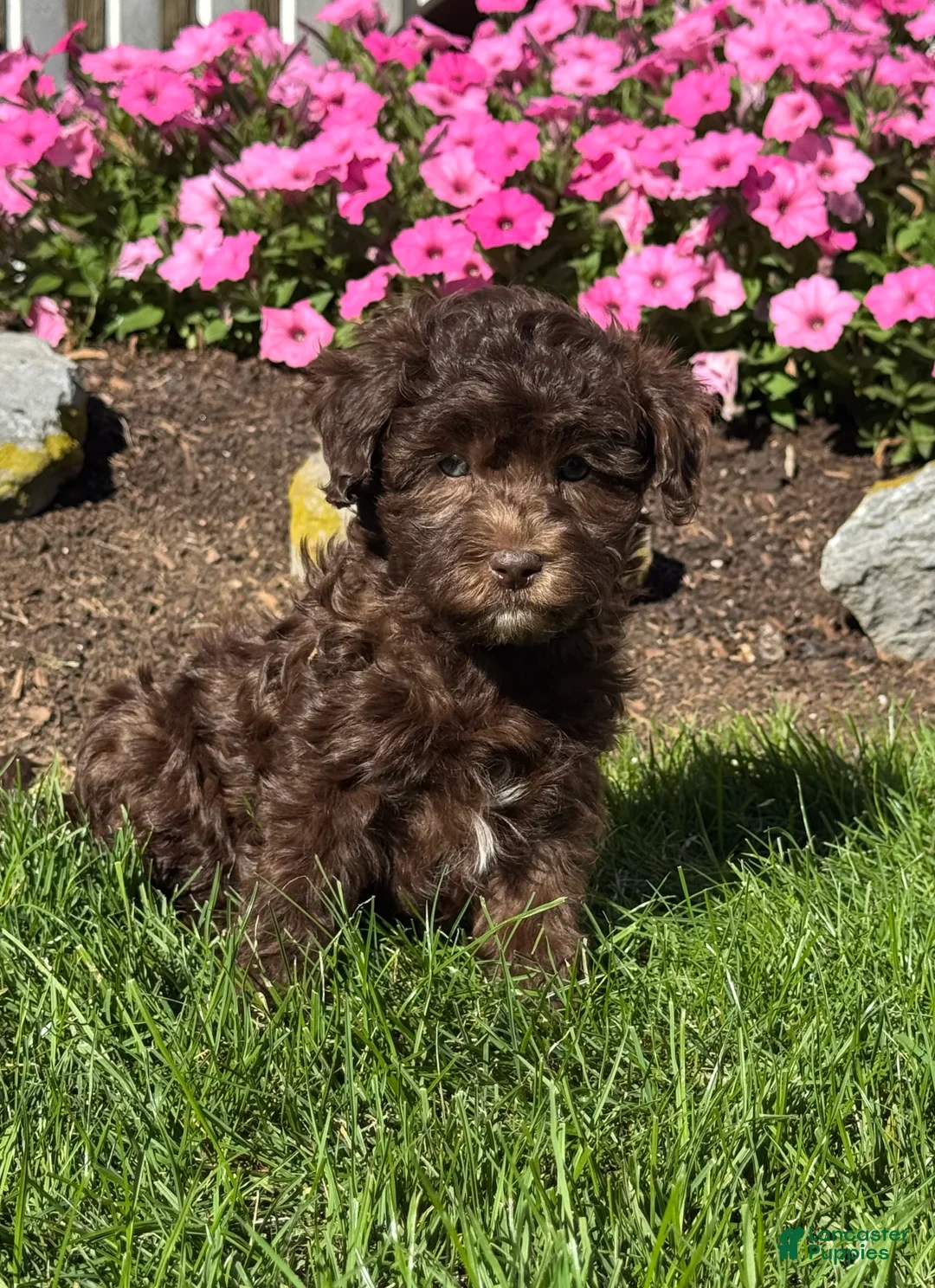 Havapoo dogs for sale: Kane - Ad 2