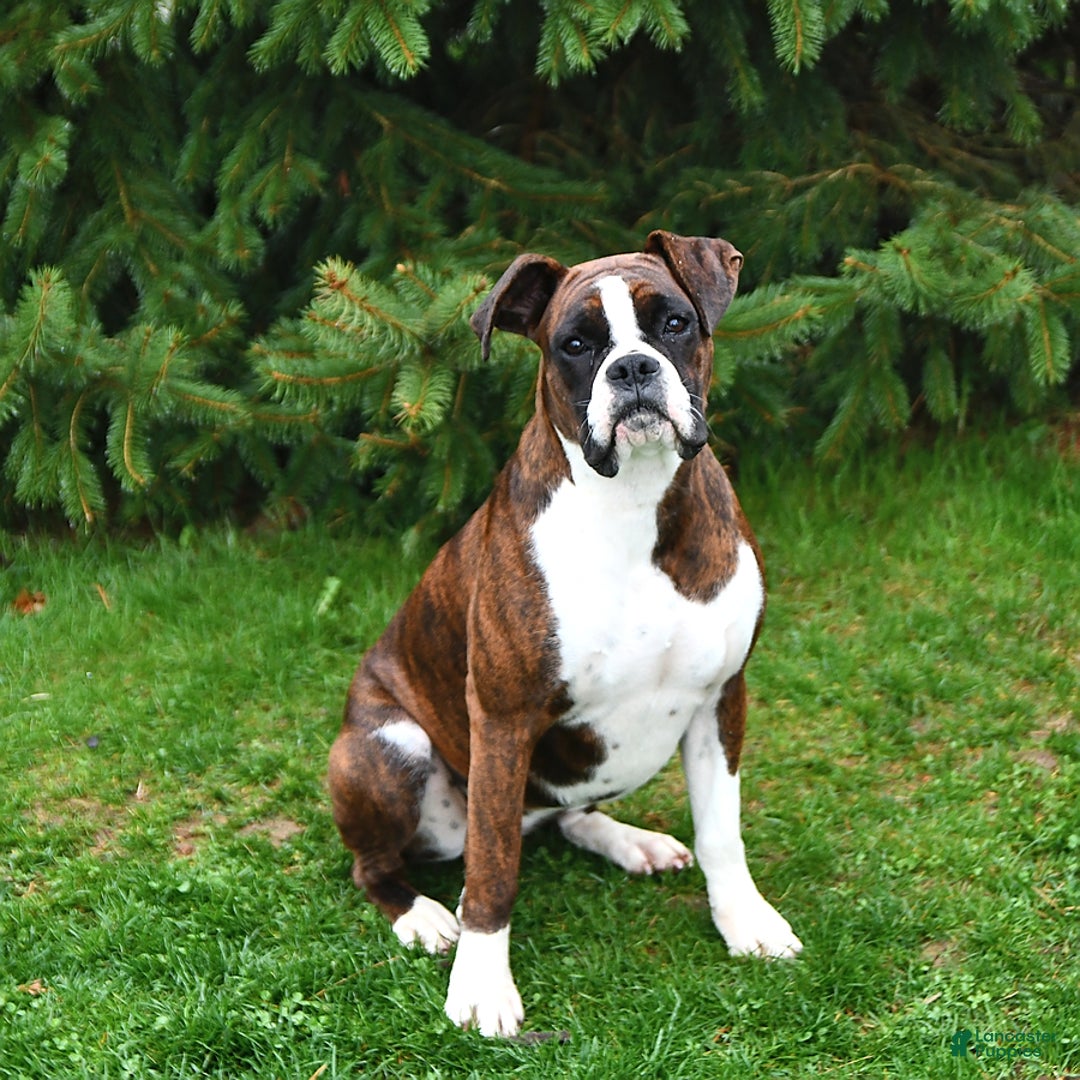 Gallery Image {{count}}