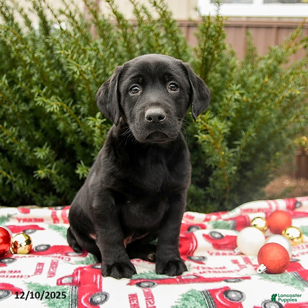 Labrador Retriever dogs for sale: Murphy - Ad 1