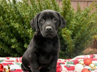 Labrador Retriever dogs for sale: Murphy - Ad 3