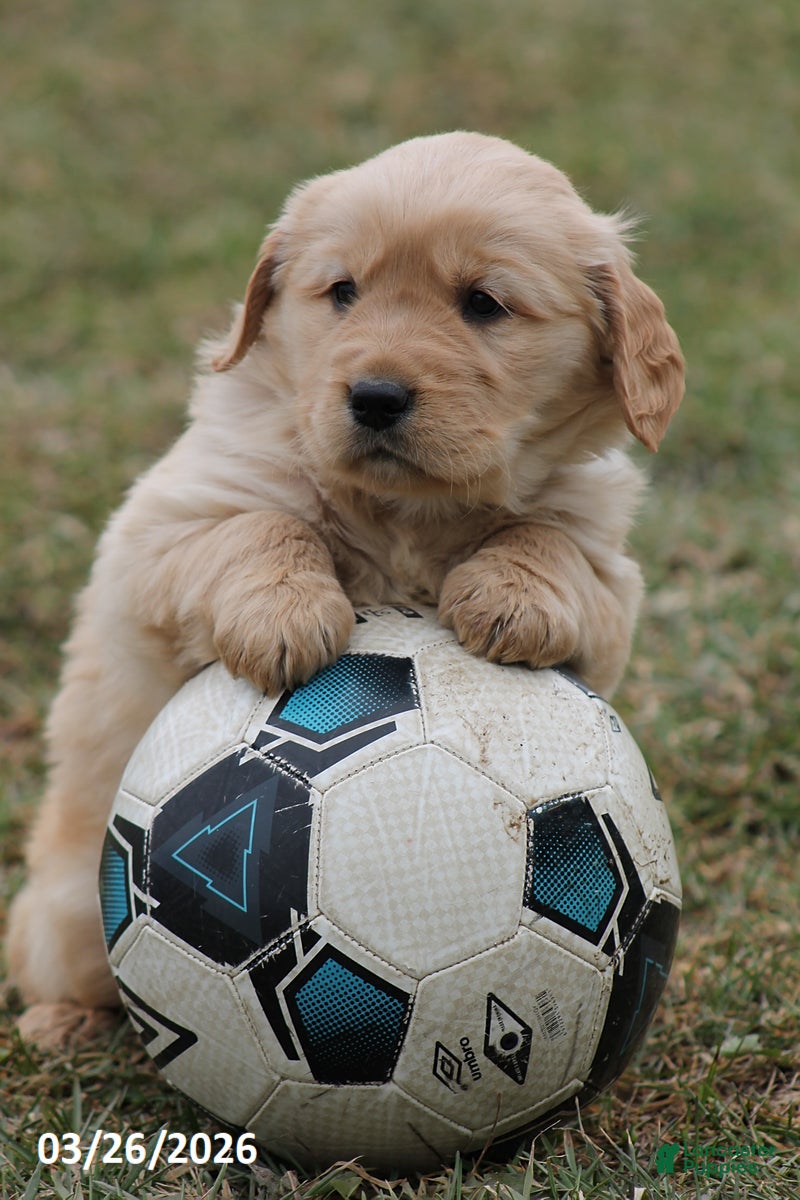 Golden Retriever dogs Rascal - Ad 2