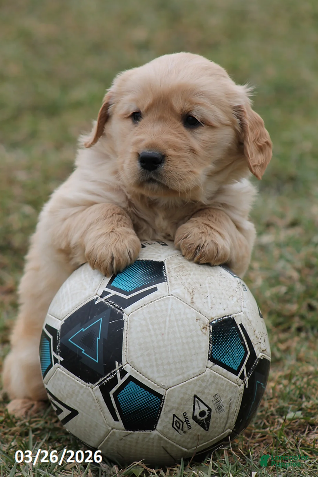 Golden Retriever dogs for sale: Rascal - Ad 2