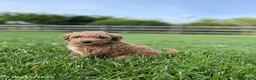 Miniature Labradoodle dogs for sale: Hailey - Ad 2