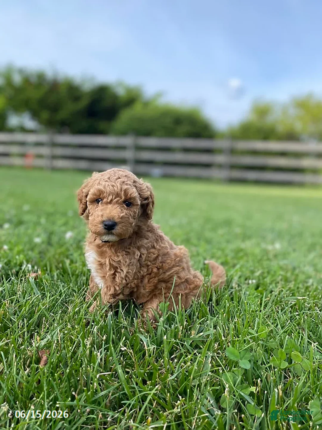 Miniature Labradoodle dogs for sale: Hailey - Ad 2