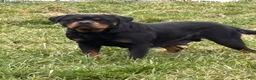 Rottweiler dogs for sale: Rex - Ad 4