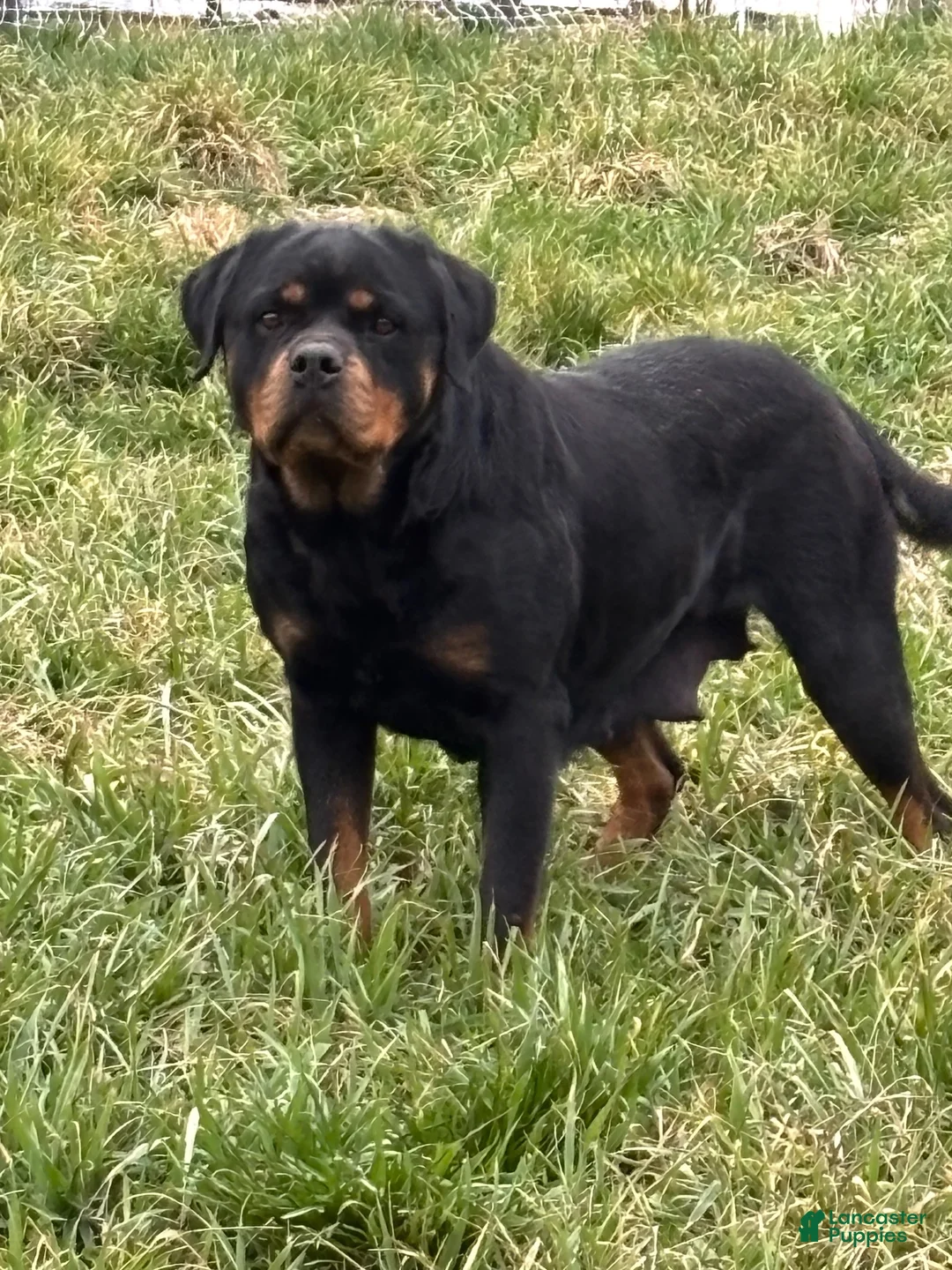 Rottweiler dogs for sale: Rex - Ad 4