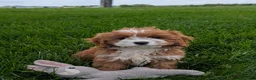 Cavapoo dogs for sale: Joey  - Ad 2