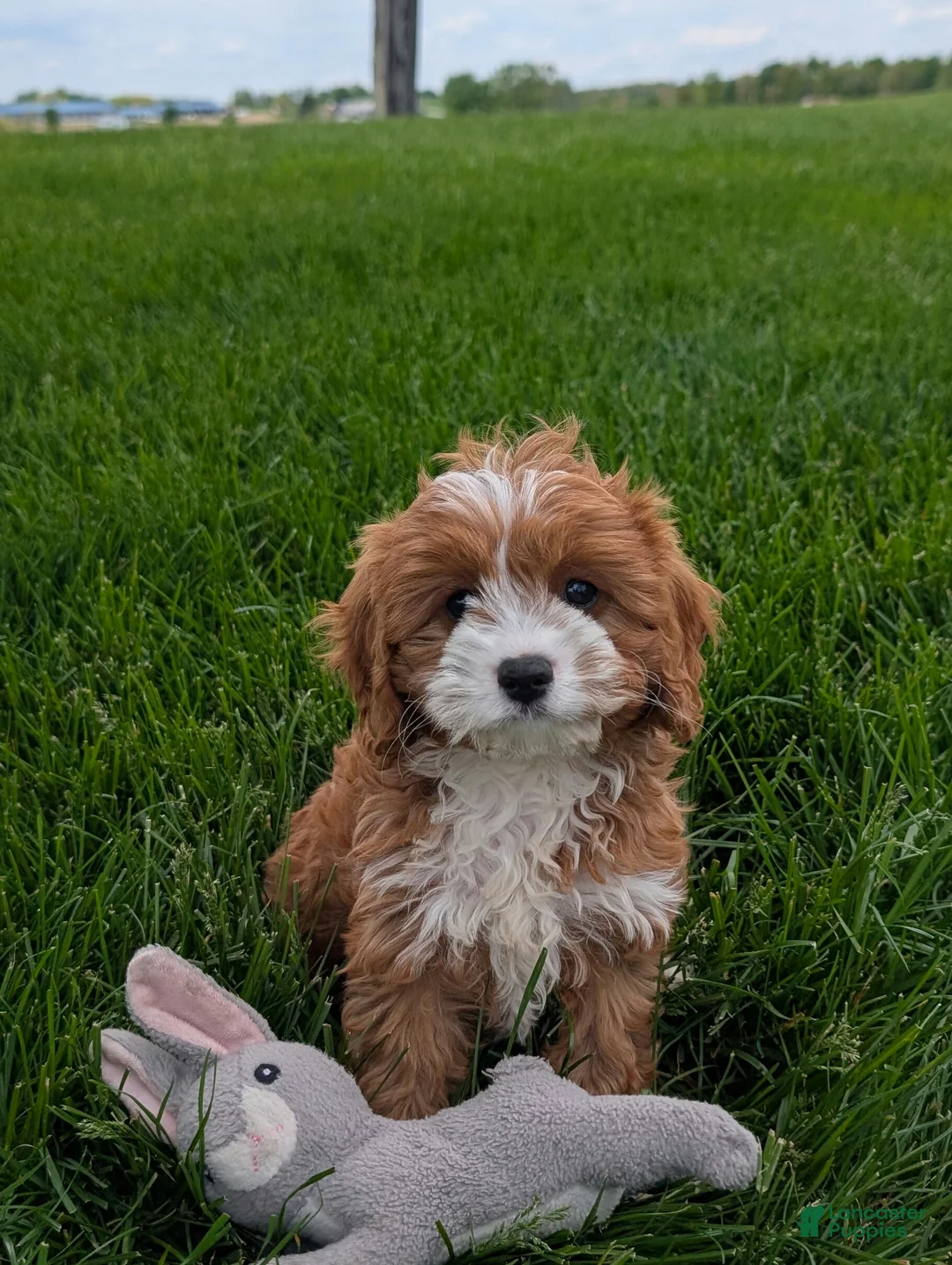 Cavapoo dogs for sale: Joey  - Ad 2