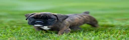 Boxer dogs for sale: Lenny Boxer Puppy  - Ad 5