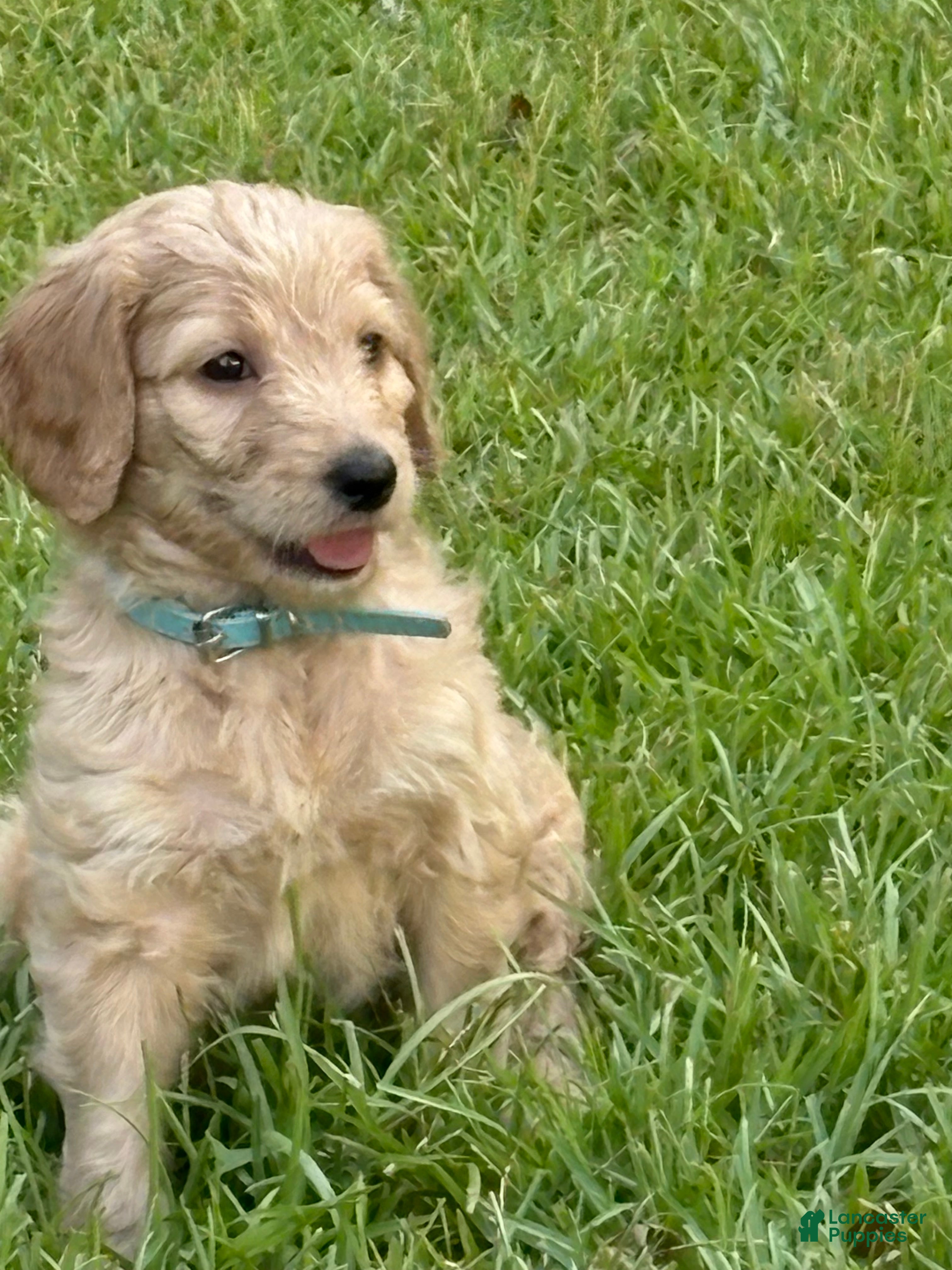 Goldendoodle dogs Goldendoodle light blue - Ad 2