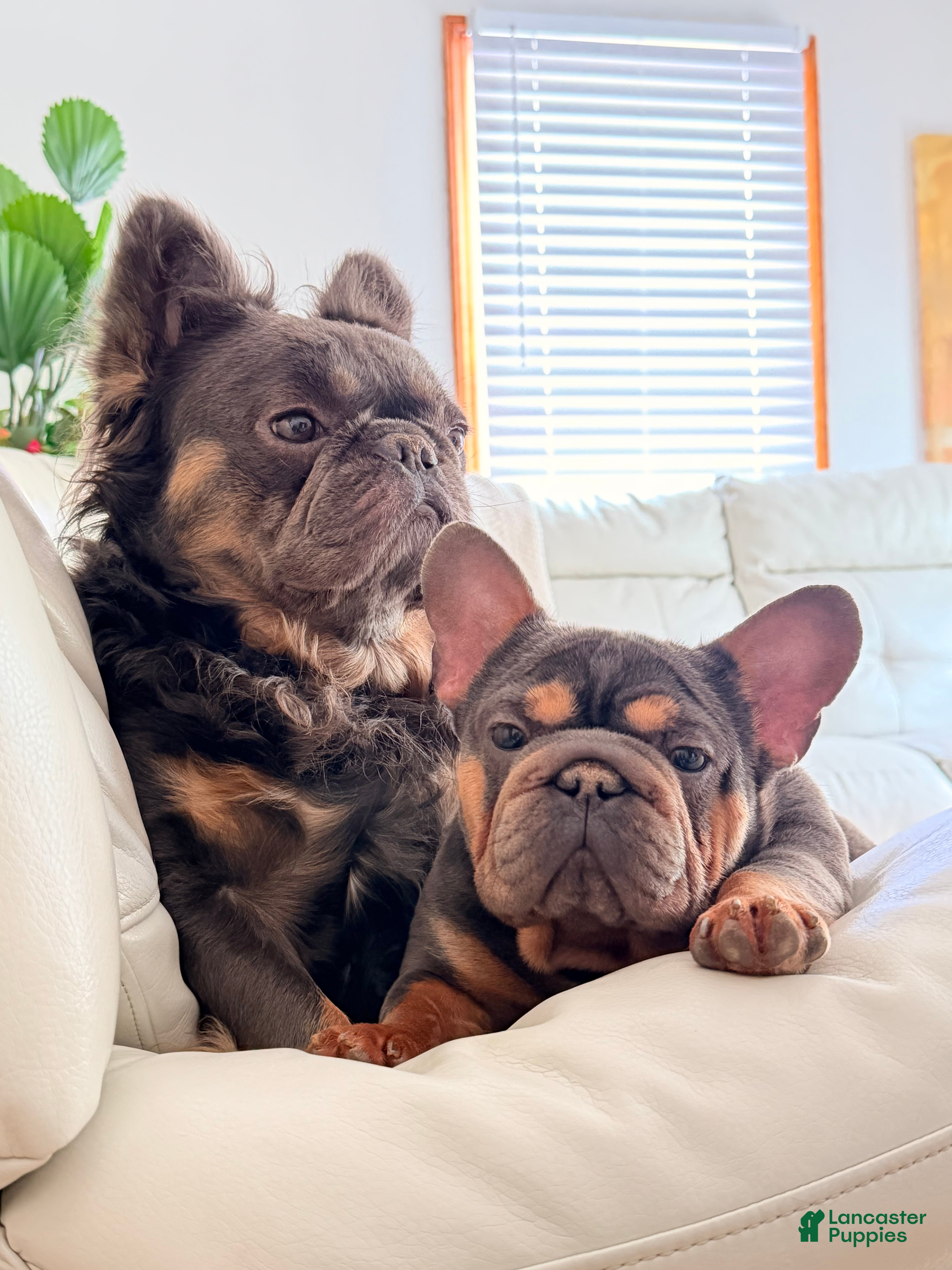 French Bulldog dogs for sale: PIXIE - Ad 1