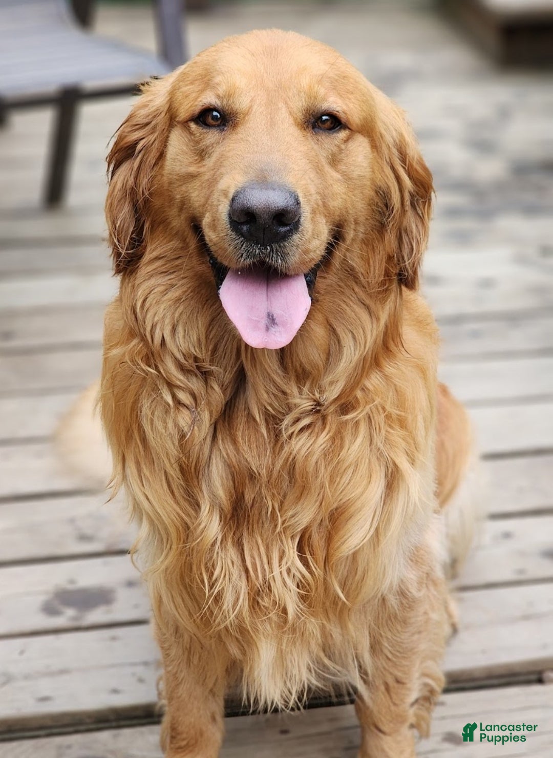 Golden Retriever dogs for sale: Chippy - Ad 5